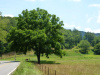Орех черный (лат. Juglans nigra) 10 шт, семена