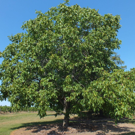 Грецкий орех (лат. Juglans regia) 10 шт, семена