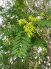 Айлант высочайший  (лат. Ailanthus altissima), семена