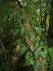 Плющ обыкновенный (лат. Hedera helix), семена