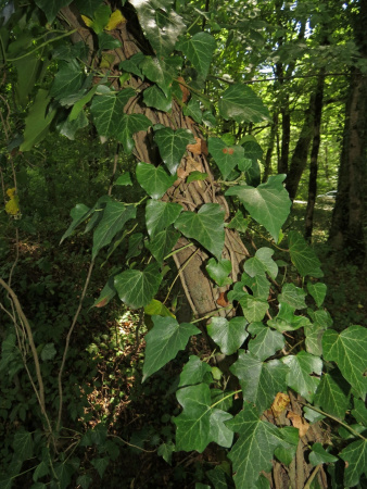 Плющ обыкновенный (лат. Hedera helix), семена