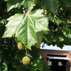 Платан западный или Сикомор, Явор (лат. Platanus occidentalis), семена 