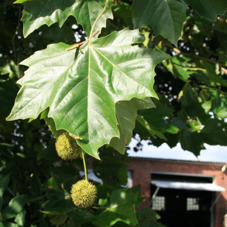 Платан западный или Сикомор, Явор (лат. Platanus occidentalis), семена 
