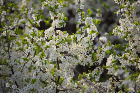 Вишня Бессея, или Вишня песчаная (лат. Cerasus bessyi), семена