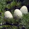 Кедр ливанский (лат. Cedrus libani), семена 