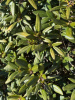 Рододендрон кавказский Флавидум (лат. Rhododеndron caucаsicum 'Flavidum'), семена 0,05 грамм