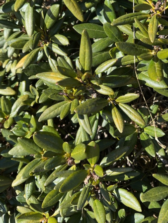 Рододендрон кавказский Флавидум (лат. Rhododеndron caucаsicum 'Flavidum'), семена 0,05 грамм
