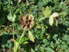 Морозник кавказский (лат. Helleborus caucasicus), семена