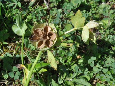 Морозник кавказский (лат. Helleborus caucasicus), семена