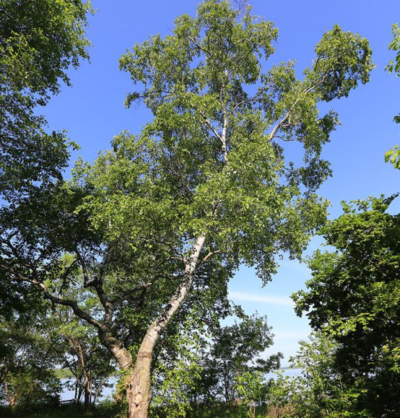 Береза плосколистная или береза широколистная (лат. Betula platyphylla), семена