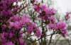 Рододендрон даурский гибридный Стаккато (лат. Rhododendron x dauricum) 0,2 грамма, семена