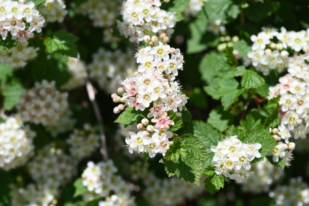 Пузыреплодник амурский (лат. Physocarpus amurensis), семена