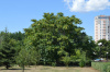 Айлант высочайший  (лат. Ailanthus altissima), семена