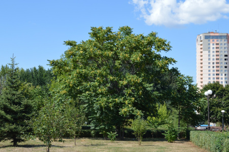 Айлант высочайший  (лат. Ailanthus altissima), семена