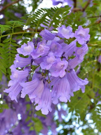 Жакаранда мимозолистная "Фиалковое дерево" (лат. Jacaranda mimosifolia), семена