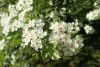 Боярышник Мейера (лат. Crataegus meyeri), семена