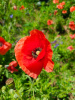 Мак самосейка (лат. Papaver rhoeas), 1000 шт