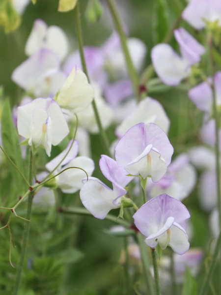 Горошек душистый, микс цветов (лат. Lathyrus odoratus), семена 25 шт