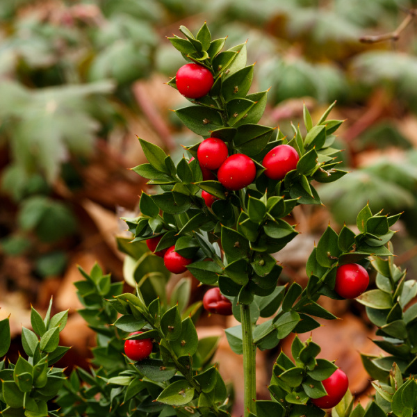 Иглица колючая, или Иглица понтийская (лат. Ruscus aculeatus), семена