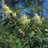 Бузина красная (лат. Sambucus racemosa), семена 