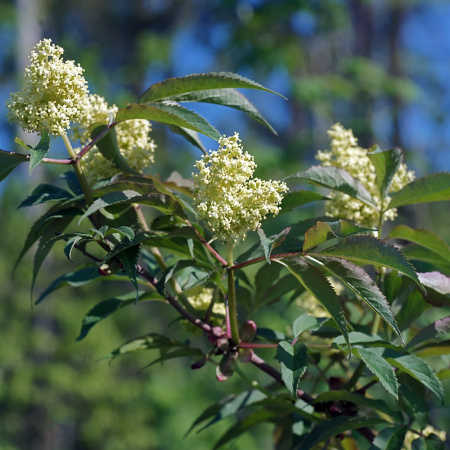 Бузина красная (лат. Sambucus racemosa), семена 