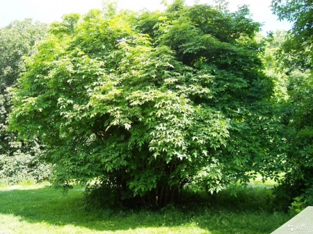 Клекачка колхидская, или Джонджоли Арго (лат. Staphylea colchica "Арго"), семена