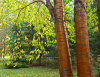 Черемуха Маака (лат. Prunus maackii), семена