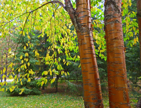 Черемуха Маака (лат. Prunus maackii), семена