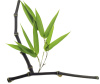 Бамбук черный (лат. Phyllostachys nigra), семена