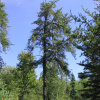 Сосна Банкса (лат. Pinus banksiana), семена