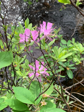 Рододендрон канадский фиолетовый (лат. Rhododendron canadense) 0,02 грамма, семена