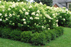 Гортензия метельчатая Лаймлайт (лат. Hydrangea paniculata 'Limelight')