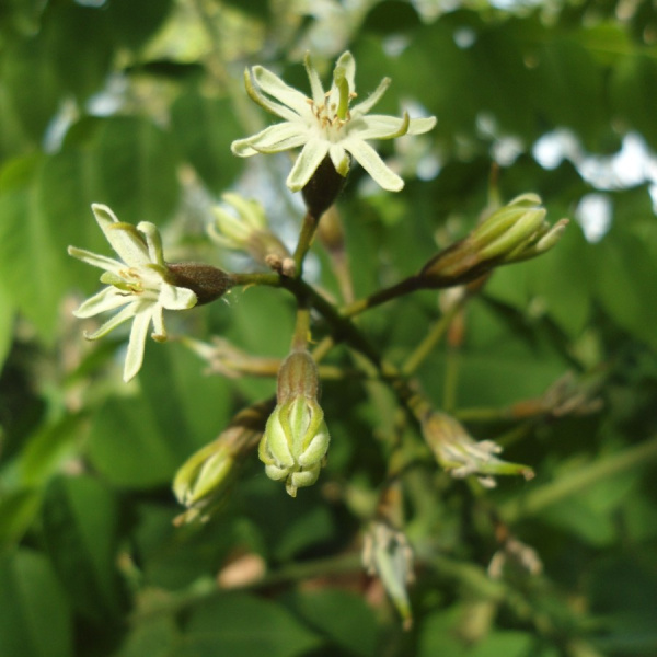 Бундук китайский, или китайское кофейное дерево (лат. Gymnocladus chinensis) , семена