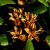 Рододендрон золотистый (лат. Rhododendron aureum), семена 0,2 грамма