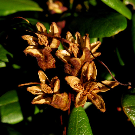 Рододендрон золотистый (лат. Rhododendron aureum), семена 0,2 грамма