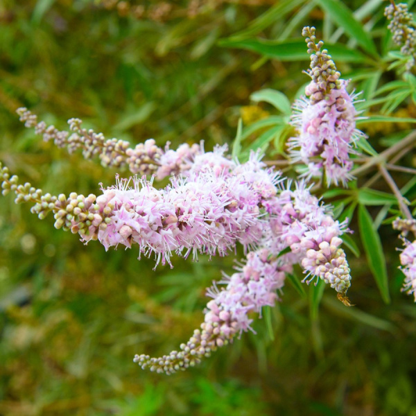 Витекс священный, или или Прутняк обыкновенный розовый (лат. Vitex agnus-castus)