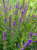 Иссоп лекарственный (лат. Hyssopus officinalis), семена