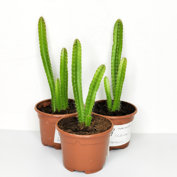 Питахайя Драконий фрукт (лат. Hylocereus undatus), саженцы, 3 шт