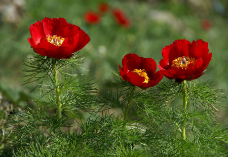 Пион тонколистный, или узколистный 'Rubra Plena' (лат. Paeonia tenuifolia 'Rubra Plena'), семена