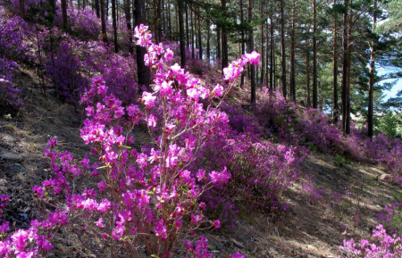 Рододендрон даурский гибридный Стаккато (лат. Rhododendron x dauricum) 0,2 грамма, семена