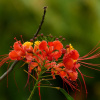 Цезальпиния красивейшая "Павлиний цветок" (лат. Caesalpinia pulcherrima), семена