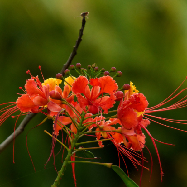 Цезальпиния красивейшая "Павлиний цветок" (лат. Caesalpinia pulcherrima), семена