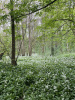 Черемша медвежий лук (лат. Allium ursinum), семена