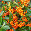 Пираканта гибридная Оранж Глоу (лат. Pyracantha Orange Glow)