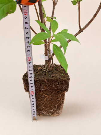 Гортензия метельчатая Ванилла Фрайз (лат. Hydrangea paniculata 'Vanille Fraise') С3, саженец