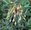 Рододендрон войлочный, или болотный (лат. Rhododendron tomentosum), семена 0,05 грамм