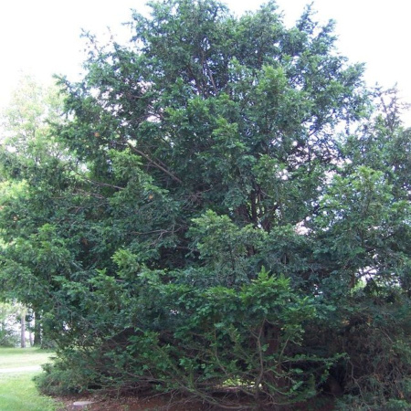 Тис китайский (лат. Taxus chinensis), семена