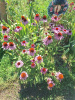Эхинацея пурпурная (лат. Echinacea purpurea), семена 100 шт