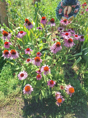 Эхинацея пурпурная (лат. Echinacea purpurea), семена 100 шт