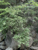 Пузыреплодник амурский (лат. Physocarpus amurensis), семена